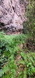 Plants: image 63 Of 208 Thumb